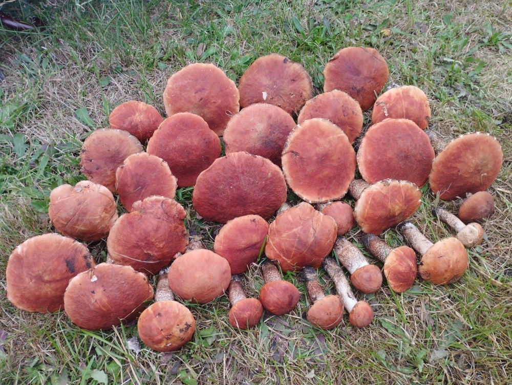 Zadbana działka na sprzedaż - 15