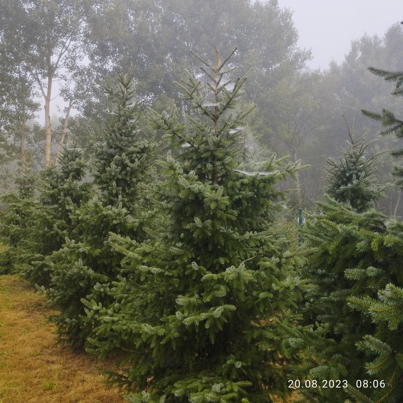 Zadbana działka na sprzedaż - 12