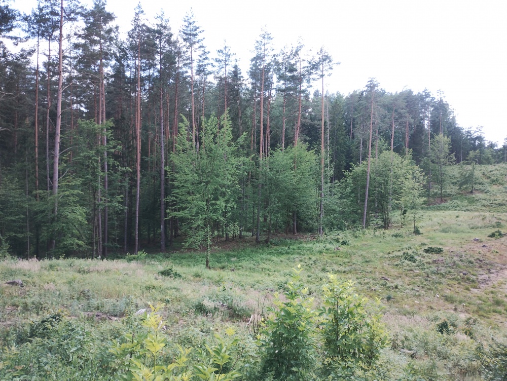Działki budowlane w lesie nad wodą warmińsko-mazurskie - 3