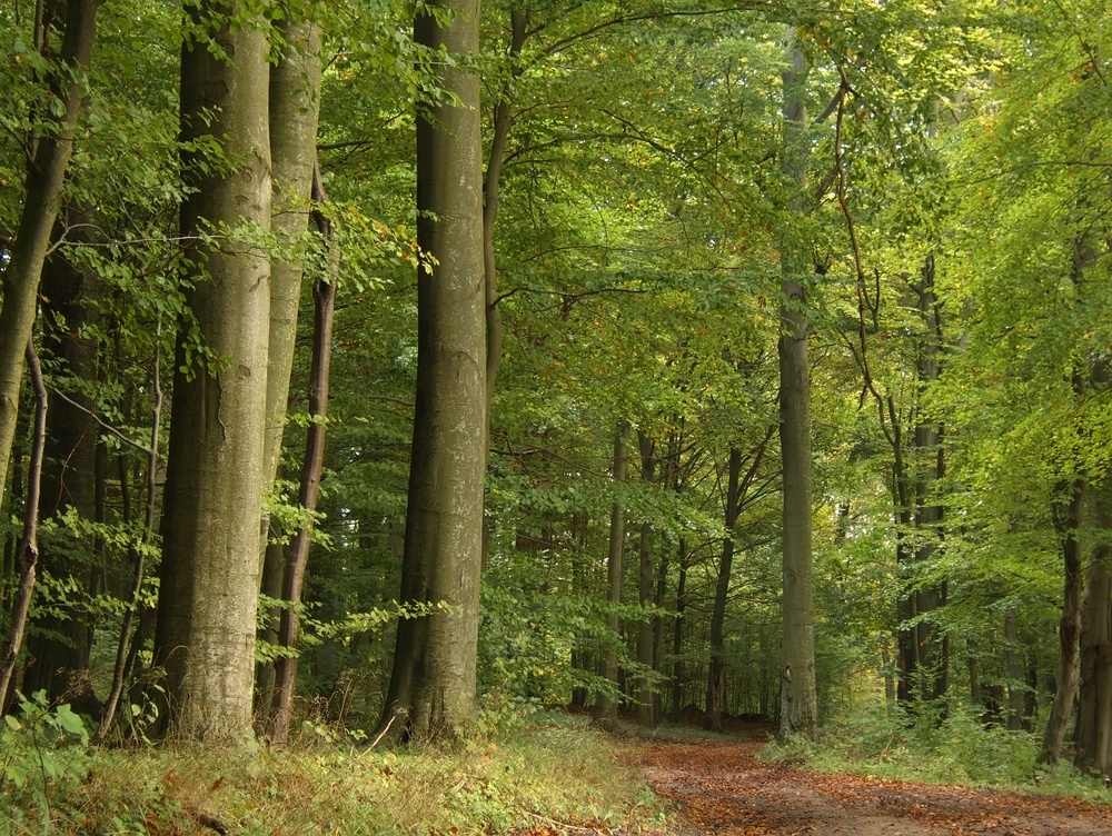 Działki budowlane w lesie nad wodą warmińsko-mazurskie - 5