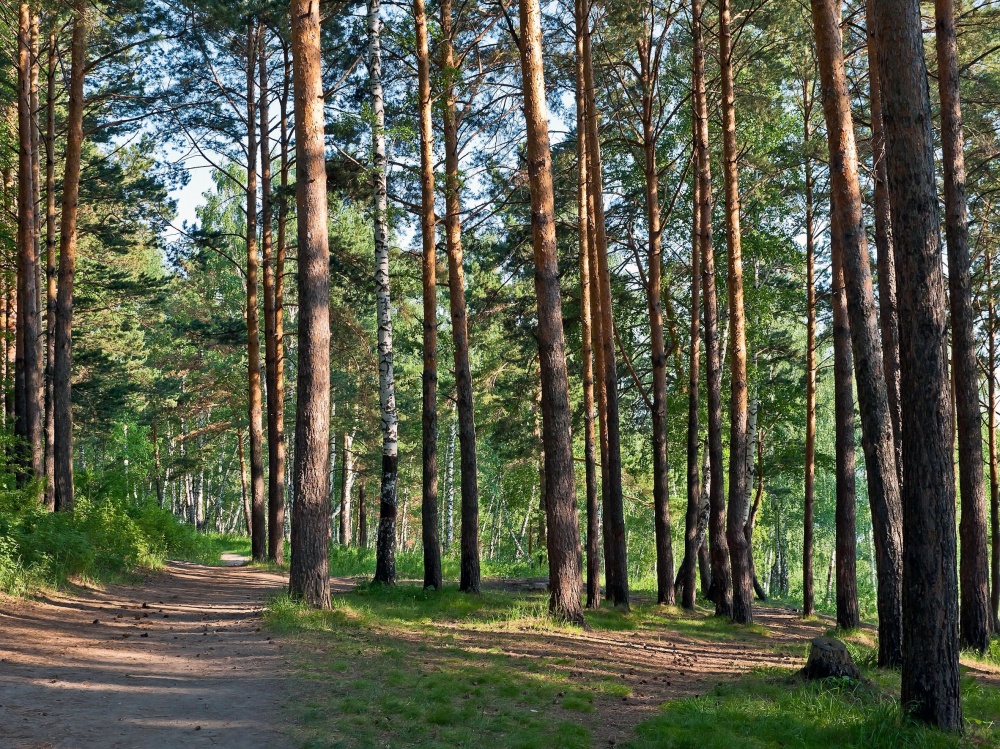 Działki budowlane w lesie nad wodą warmińsko-mazurskie - 7