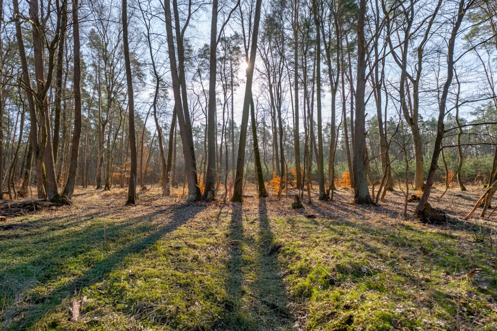 Działka przy lesie, nad Zalewem Szczecińskim z warunkami. - 5