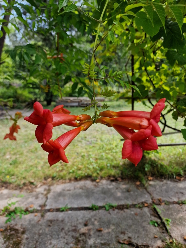 Działka Rekreacyjna ROD 500m2 Paluch 1 Włochy, Warszawa - 12