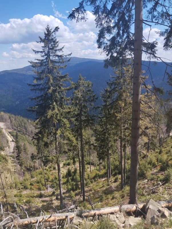 Wynajmę działkę w górach Jeleśnia pod Żywcem  - 8