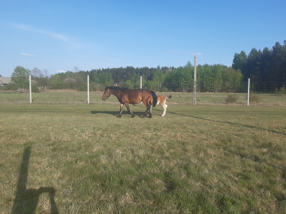 Sprzedam Dom  na dużej działce - 9