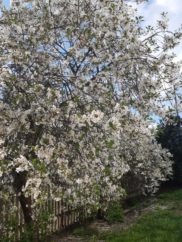Sprzedam Dom  na dużej działce - 13