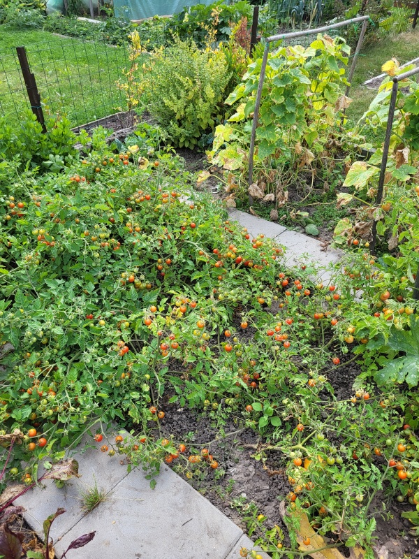 Działka ROD Mickiewicza - 11