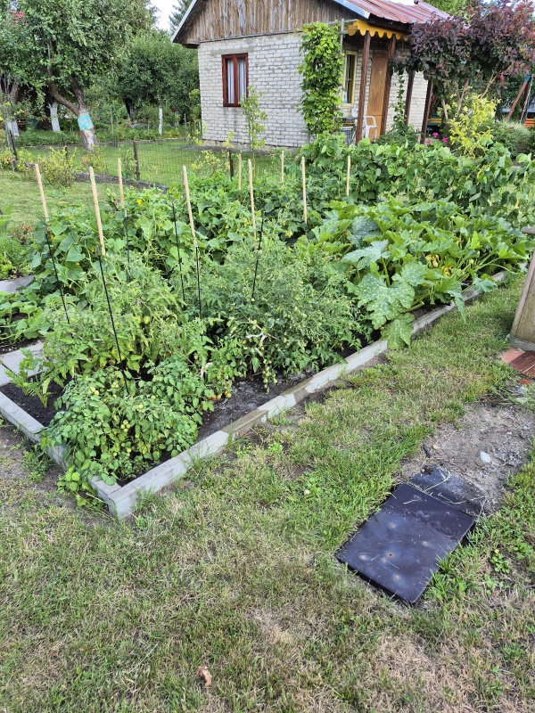 Działka ROD Mickiewicza - 12