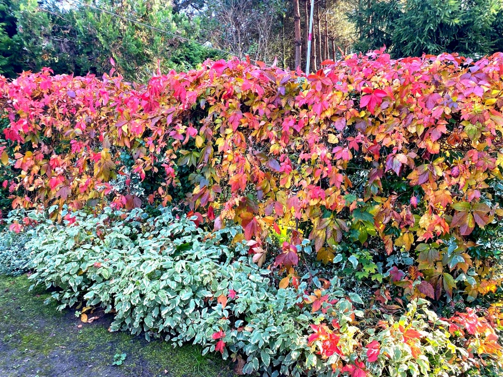 Działka 2111 m² – Łódź, Brzezińska 257 – MPZP- pełne media - piękne otoczenie! - 6