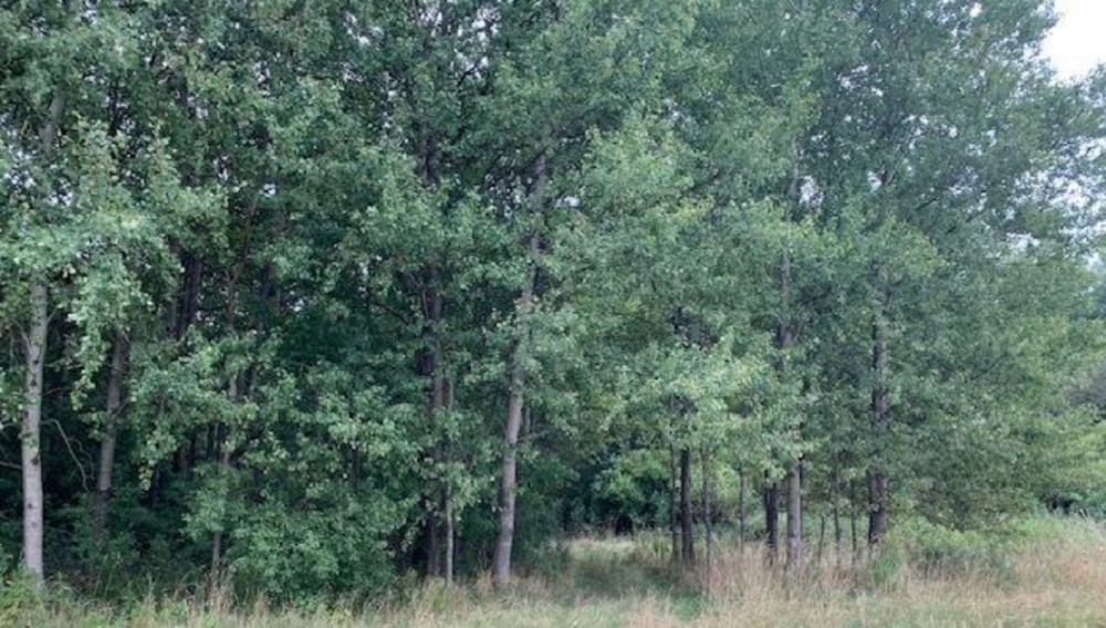 Syndyk sprzeda działkę w miejscowości Uziębły - 0