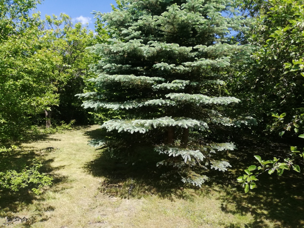 Działka ROD Żeromskiego 300 m - 4