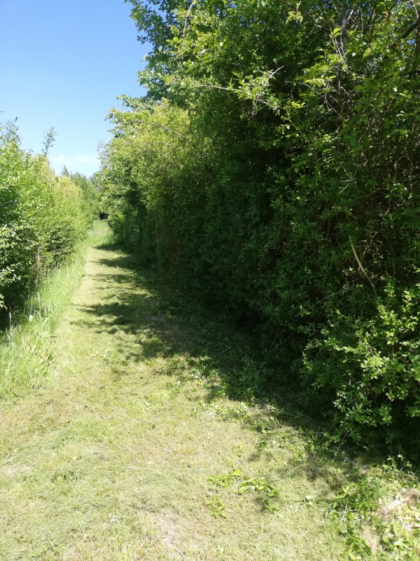 Działka ROD Żeromskiego 300 m - 5