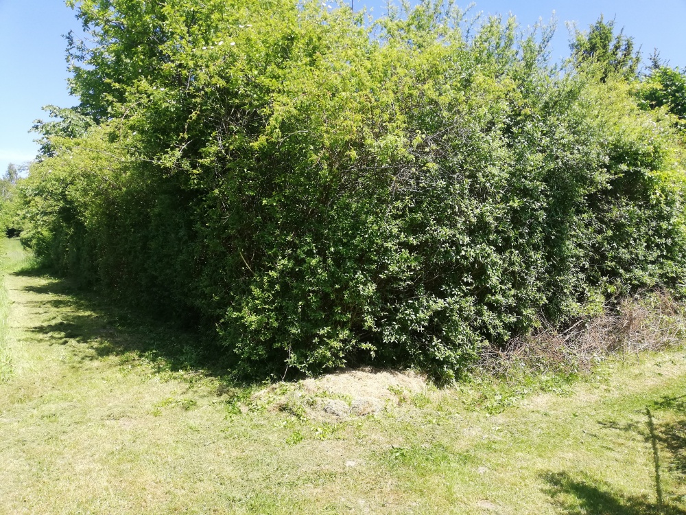 Działka ROD Żeromskiego 300 m - 7