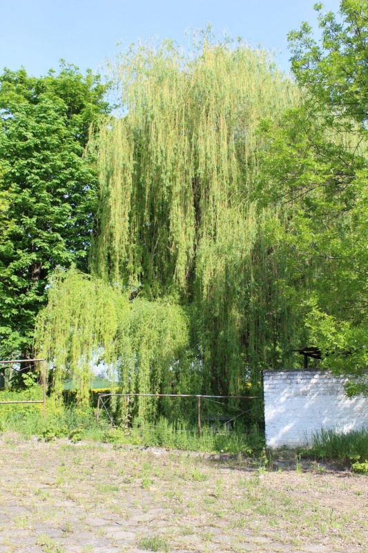 Wynajmę segment mieszkalny z działką - 19