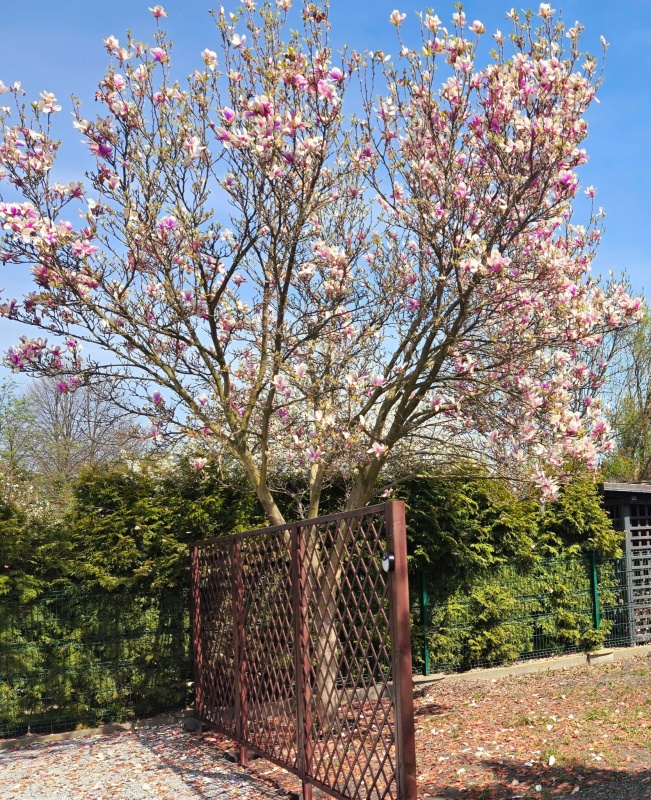 Nowe mieszkanie z ogródkiem/Ołtaszyn, ul.Zdrojowa/miejsce parkingowe - 8