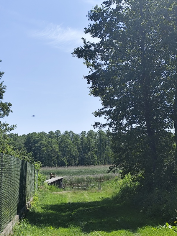 MAZURY Działka nad jeziorem Roś z dostępem do linii brzegowej i pomostu -  Szczechy Małe - 6