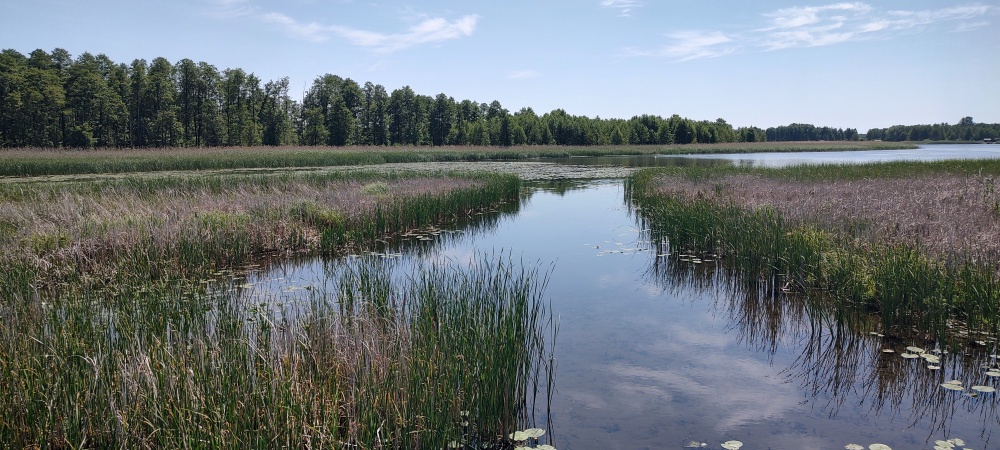 MAZURY Działka nad jeziorem Roś z dostępem do linii brzegowej i pomostu -  Szczechy Małe - 9