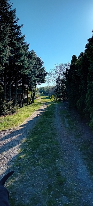 Dom 120m2 + duża działka z potencjałem inwestycyjnym, sad, las, spokój - 2