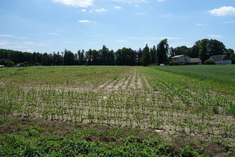 Skoczów Ochaby 1,57ha pod usługi i budownictwo - 2