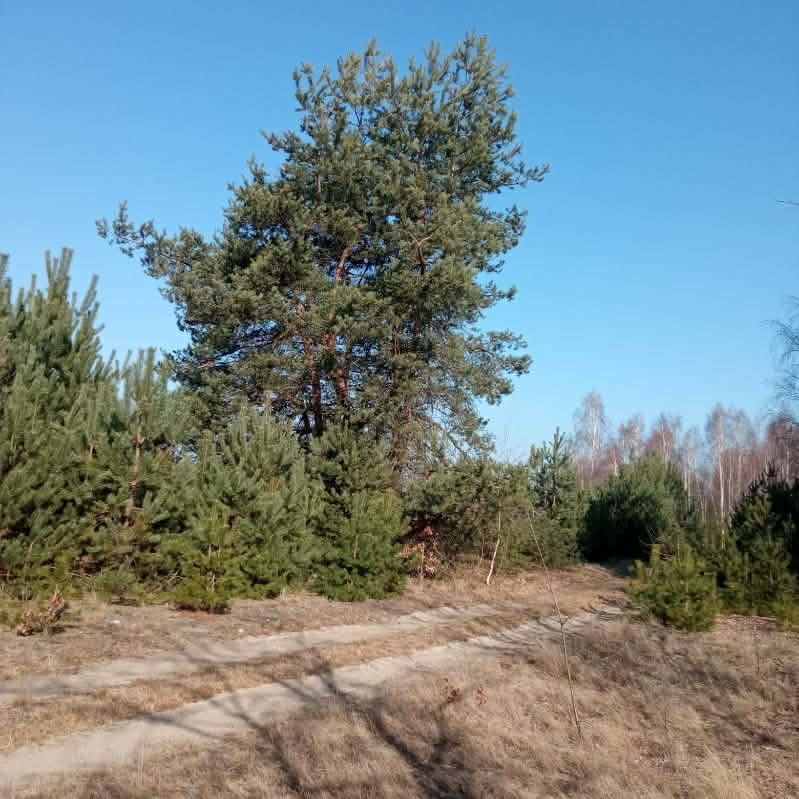 Duża działka w cichej okolicy, dostęp do drogi, wydane WZ na dom jednorodzinny - 1