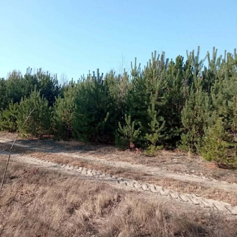 Duża działka w cichej okolicy, dostęp do drogi, wydane WZ na dom jednorodzinny - 2