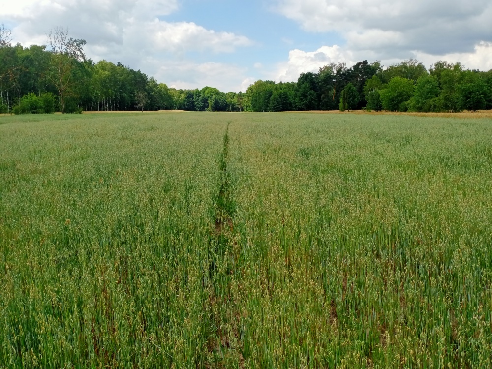Sprzedam działkę budowlano-rolną - 1