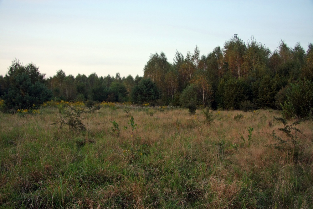 Działka 2.46 ha k. Mszczonowa z warunkami na bud. mieszkalny - 4