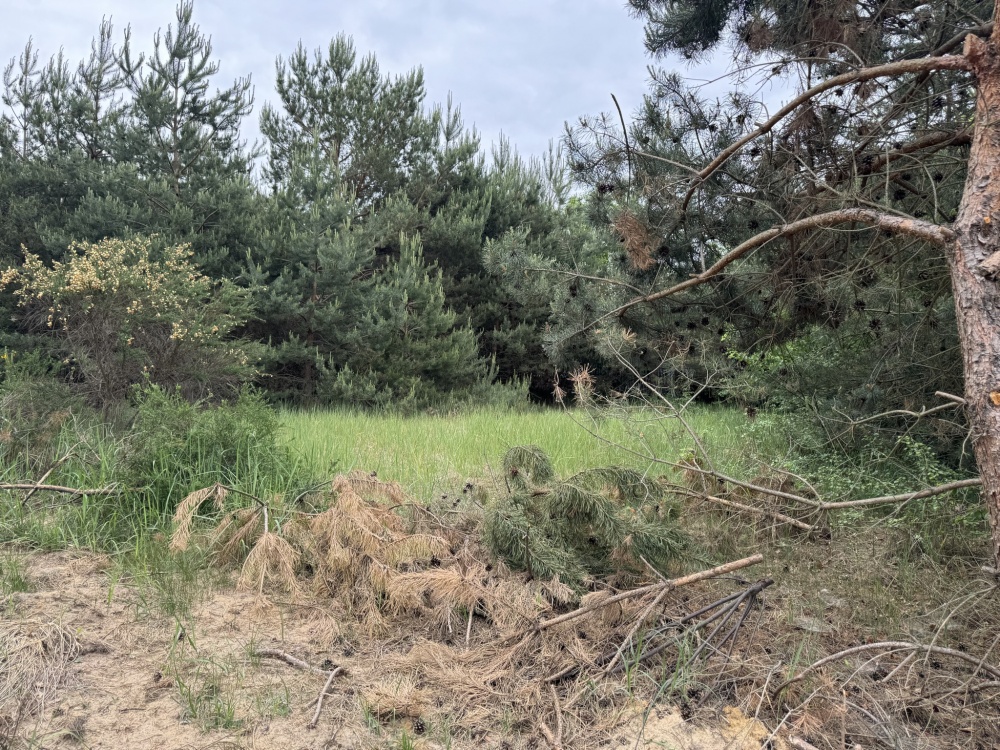 Działka na skraju Puszczy Kampinoskiej Nowe Grochale - 0