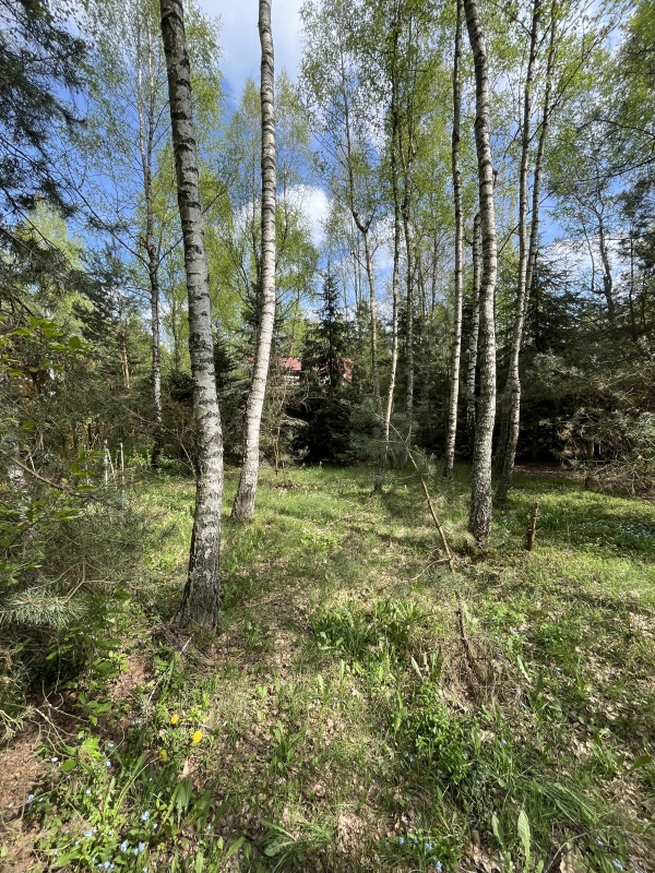 Działka z domkiem letniskowym w klimatycznym lesie - 45 min od Warszawy - 11
