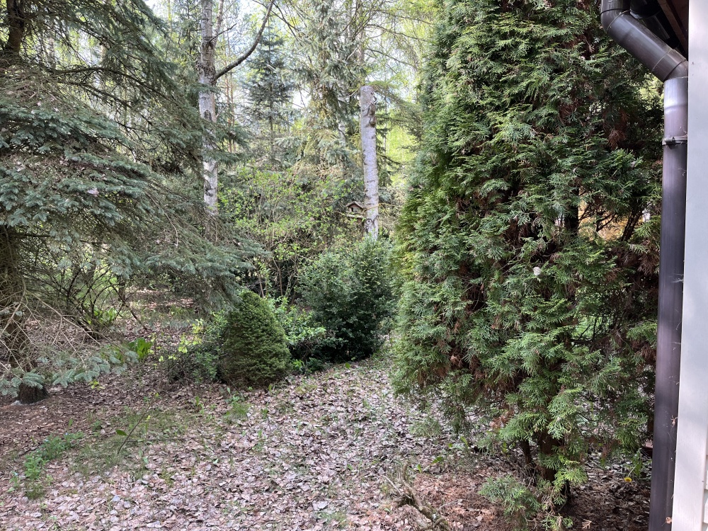 Działka z domkiem letniskowym w klimatycznym lesie - 45 min od Warszawy - 9