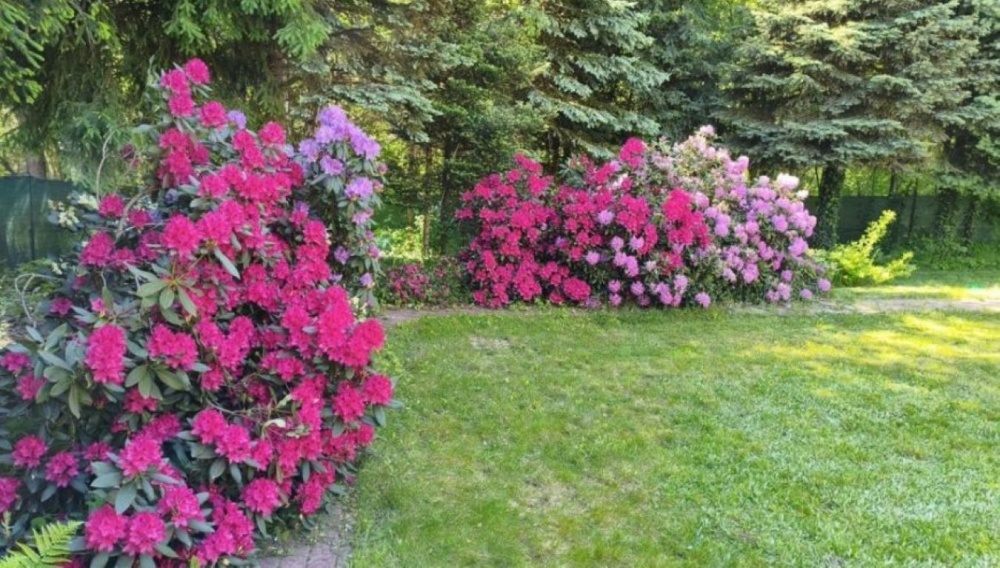 Rogóźno - dom letniskowy - 50m²  - 4