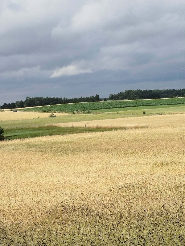 Działka z lasem i sadzawką, teren z potencjałem na siedlisko lub inwestycję, 3 km od Sokółki - 0
