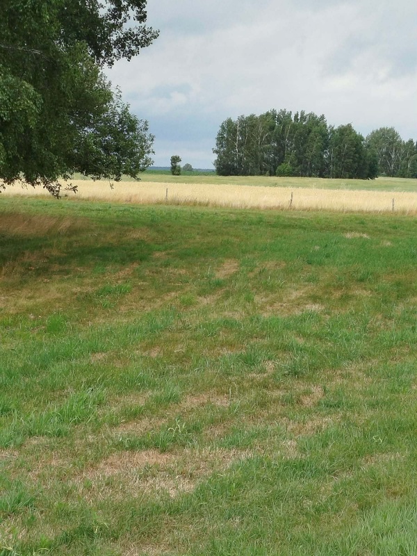 Działka z lasem i sadzawką, teren z potencjałem na siedlisko lub inwestycję, 3 km od Sokółki - 1