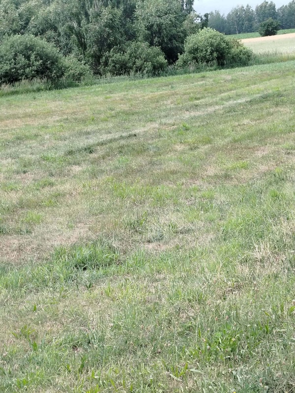 Działka z lasem i sadzawką, teren z potencjałem na siedlisko lub inwestycję, 3 km od Sokółki - 3