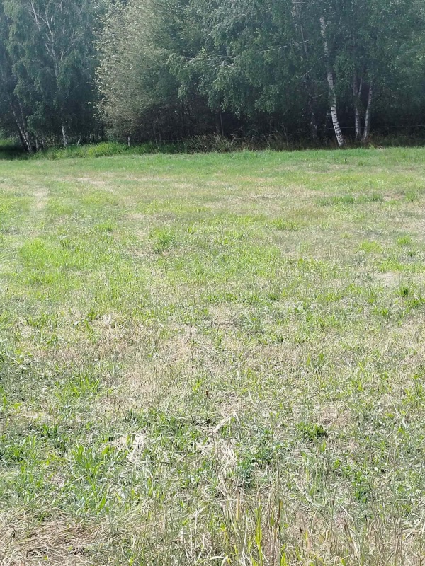 Działka z lasem i sadzawką, teren z potencjałem na siedlisko lub inwestycję, 3 km od Sokółki - 4