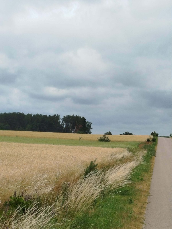 Działka z lasem i sadzawką, teren z potencjałem na siedlisko lub inwestycję, 3 km od Sokółki - 5