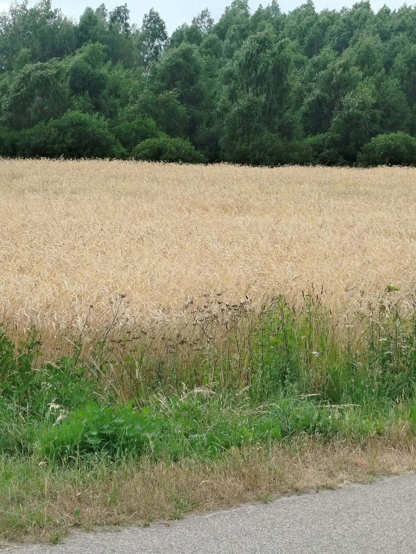 Działka z lasem i sadzawką, teren z potencjałem na siedlisko lub inwestycję, 3 km od Sokółki - 6
