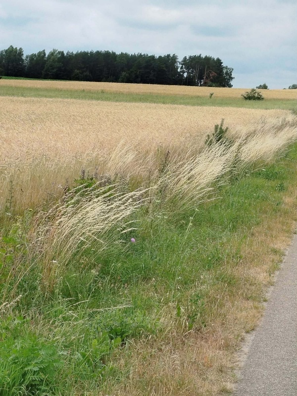 Działka z lasem i sadzawką, teren z potencjałem na siedlisko lub inwestycję, 3 km od Sokółki - 7