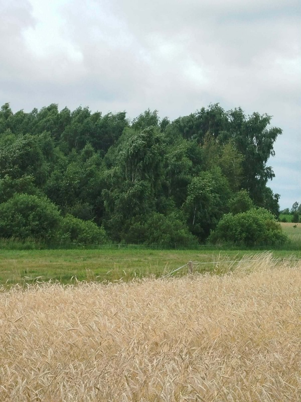 Działka z lasem i sadzawką, teren z potencjałem na siedlisko lub inwestycję, 3 km od Sokółki - 8