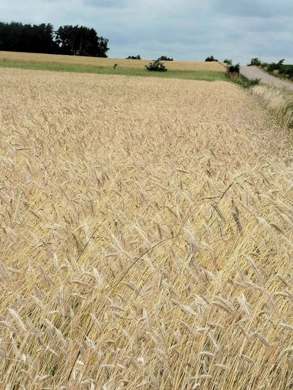 Działka z lasem i sadzawką, teren z potencjałem na siedlisko lub inwestycję, 3 km od Sokółki - 9