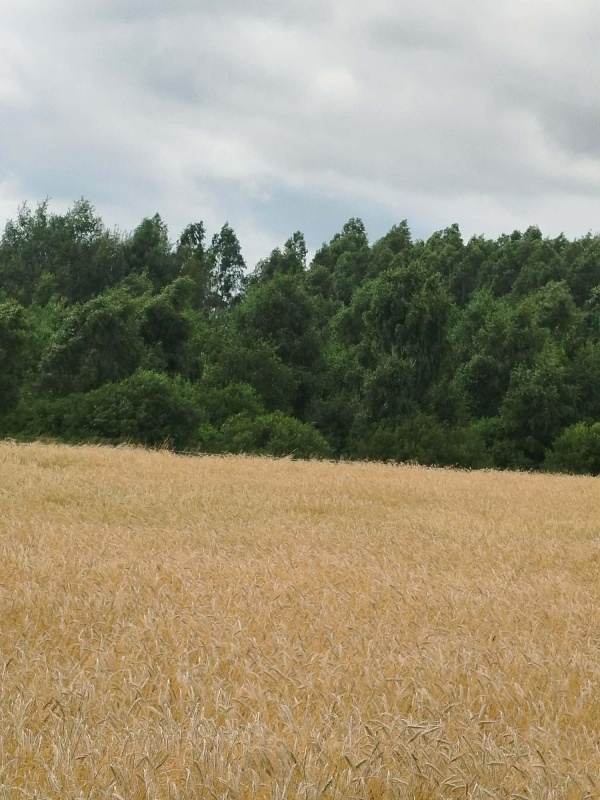 Działka z lasem i sadzawką, teren z potencjałem na siedlisko lub inwestycję, 3 km od Sokółki - 10
