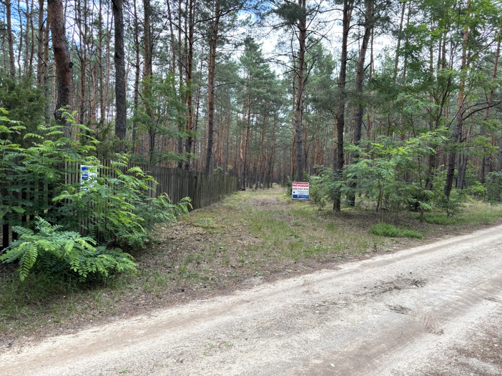 Działka leśna w Ryni, gmina Dobre – 6 379 m² - 0