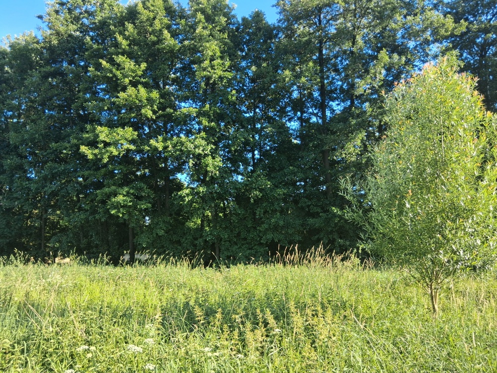DZIAŁKA Z WARUNKAMI ZABUDOWY POD NOWYM TOMYŚLEM -> Stary Tomyśl - 0