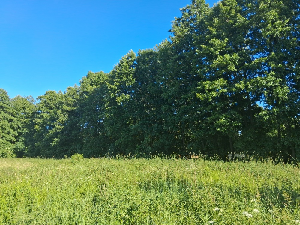 DZIAŁKA Z WARUNKAMI ZABUDOWY POD NOWYM TOMYŚLEM -> Stary Tomyśl - 1