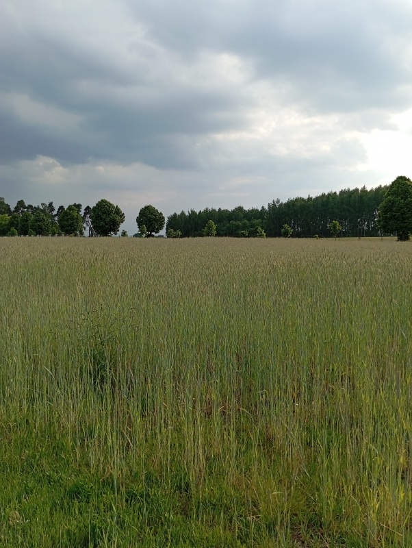 Sprzedam działkę budowlaną 1760m, Kownaty, gm. Płońsk ,WZ i Media , 45 min od Warszawy - 14