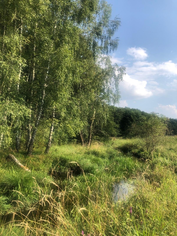 Działka budowlana blisko lasu i rzeki- Niewiadów - 2