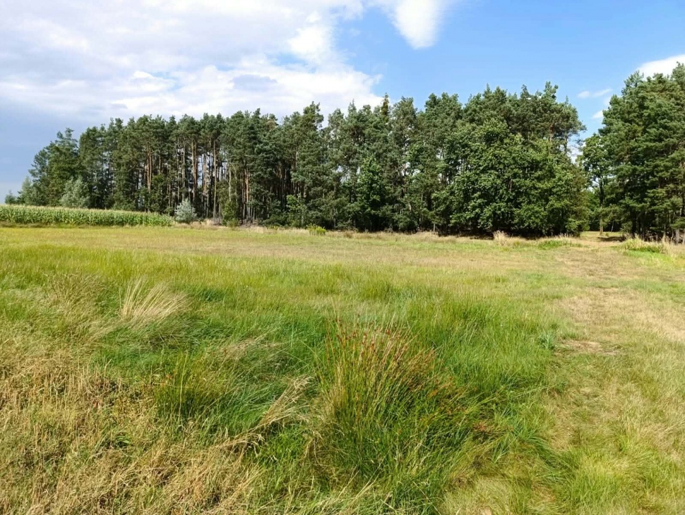 Siedlisko 3,57 ha z zabudowaniami i własnym lasem – Siedlików k. Ostrzeszowa - 3