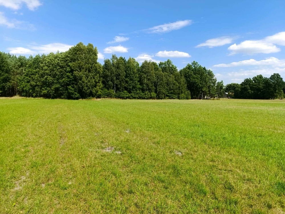 Siedlisko 3,57 ha z zabudowaniami i własnym lasem – Siedlików k. Ostrzeszowa - 6
