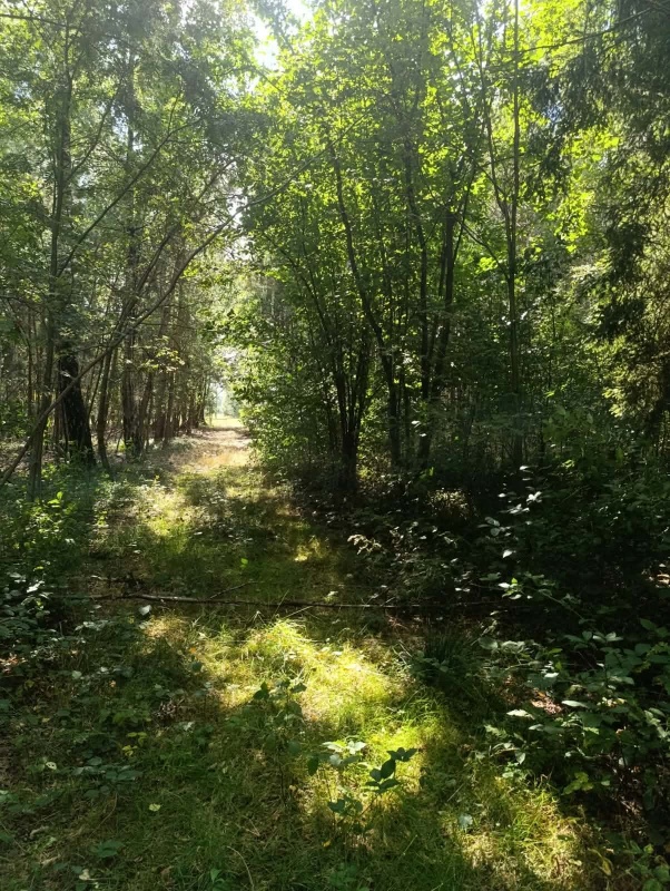 Siedlisko 3,57 ha z zabudowaniami i własnym lasem – Siedlików k. Ostrzeszowa - 7