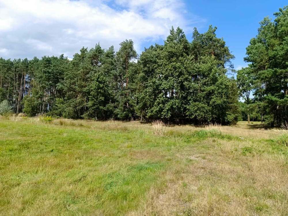 Siedlisko 3,57 ha z zabudowaniami i własnym lasem – Siedlików k. Ostrzeszowa - 8